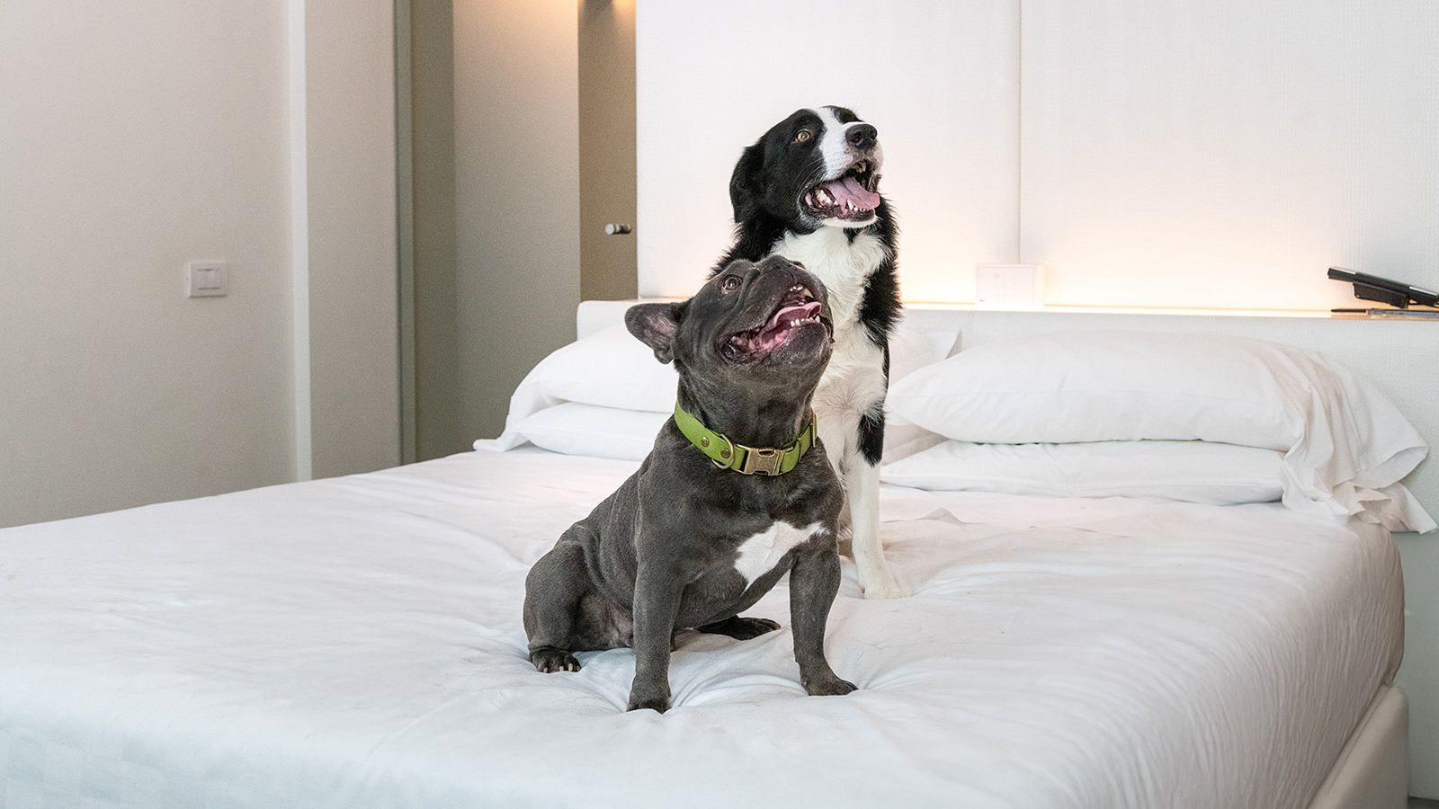 Ospite sorridente con il suo cane in camera, servizio pet friendly del MOOM Hotel